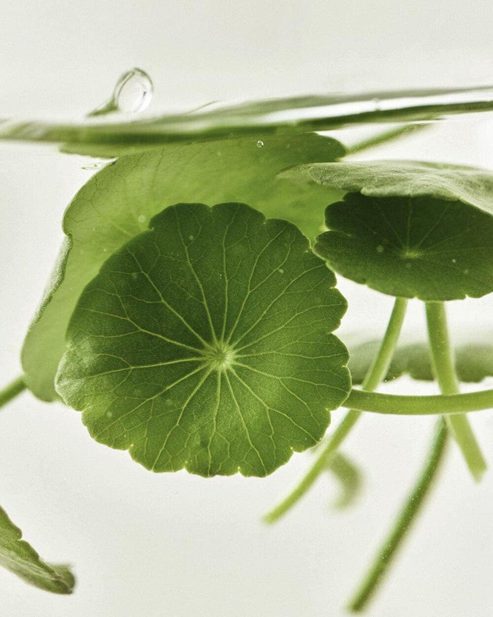 Close-up of fresh green centella asiatica leaves submerged in clear liquid, highlighting natural calming properties.