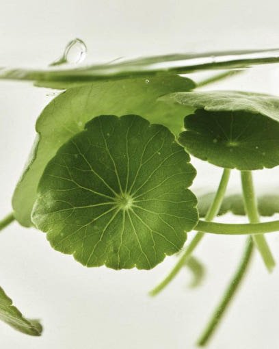 Close-up of fresh centella leaves submerged in clear liquid, emphasizing natural brightening botanical ingredient.